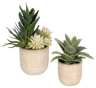 Two potted succulents on a white background; full product view; primary representation.