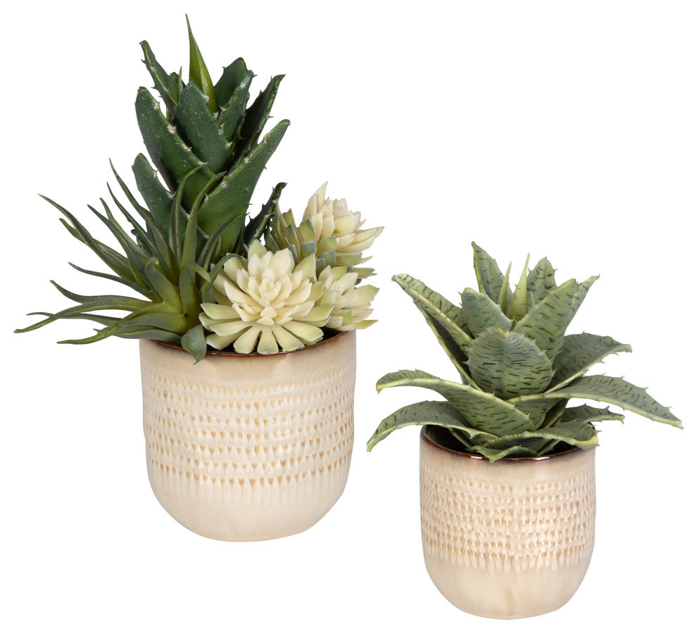 Two potted succulents on a white background; full product view; primary representation.