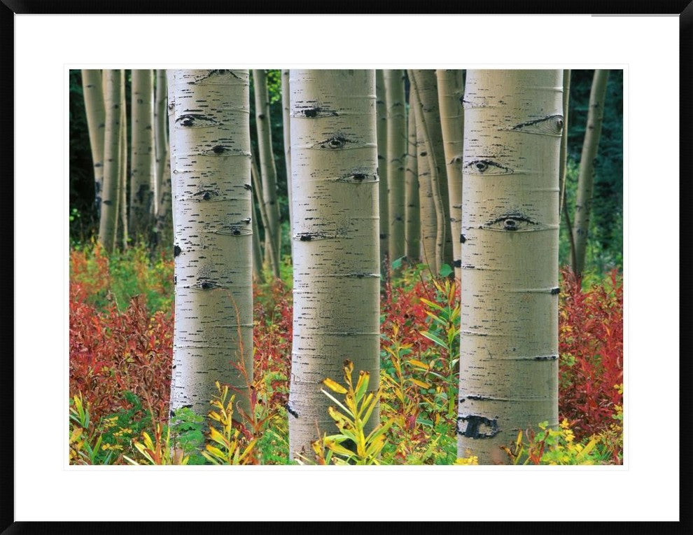 "Aspen trunks, Colorado" Framed Digital Print by Tim Fitzharris, 38"x29"