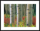 "Aspen trunks, Colorado" Framed Digital Print by Tim Fitzharris, 38"x29"