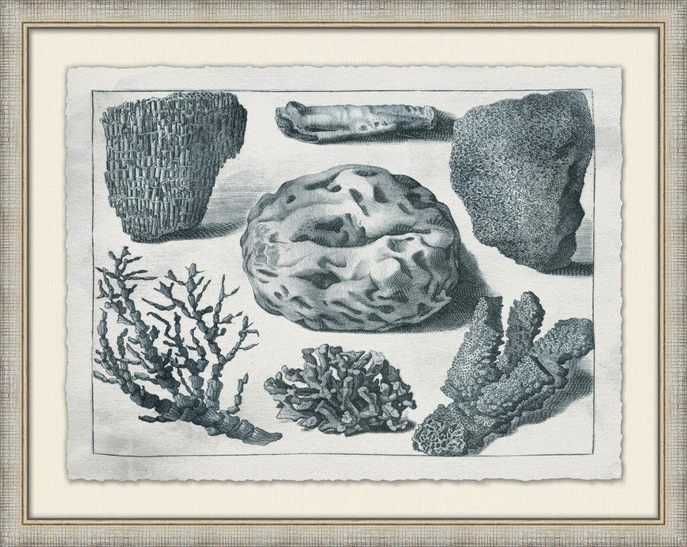 Aquatic Specimines 2, Giclee Reproduction Artwork