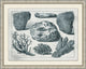 Aquatic Specimines 2, Giclee Reproduction Artwork