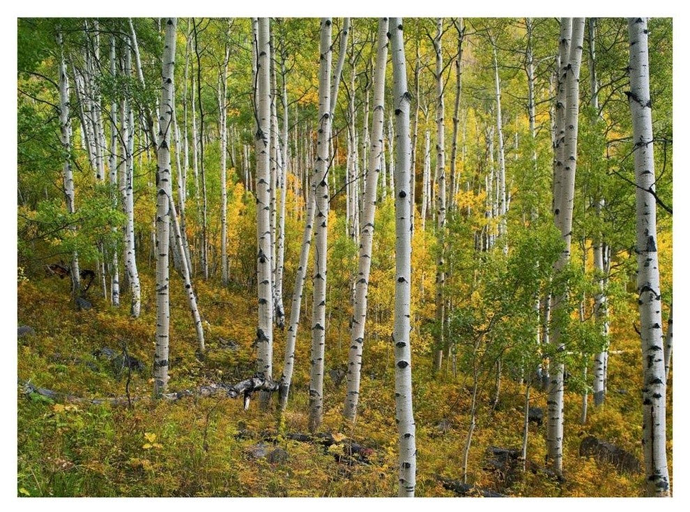 "Aspen forest, Colorado" Digital Paper Print by Tim Fitzharris, 34"x26"