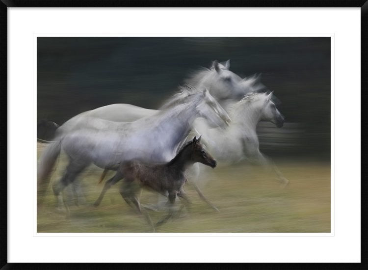 "In Gallop" Framed Digital Print by Milan Malovrh, 38"x28"