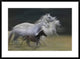 "In Gallop" Framed Digital Print by Milan Malovrh, 38"x28"
