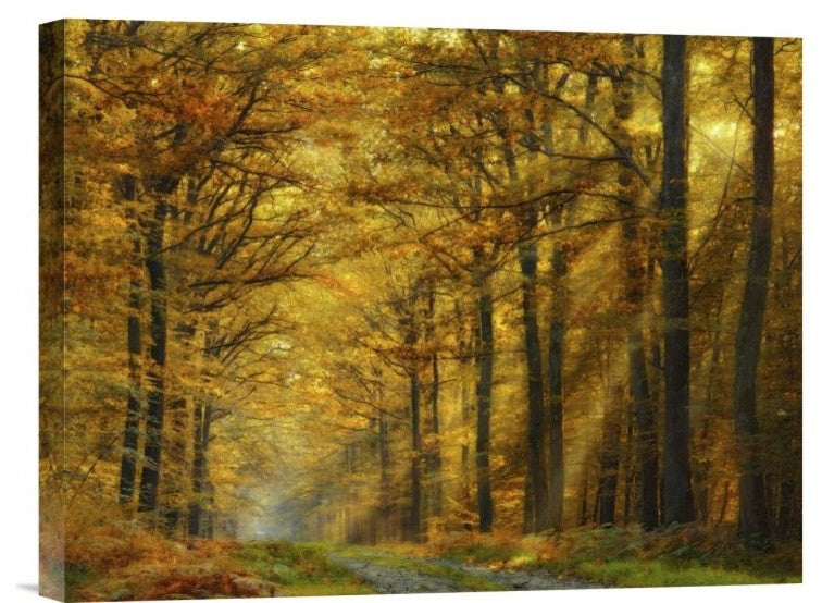 "Enchanted Forest" Stretched Canvas Giclee by Marianna Safronova, 16"x12"