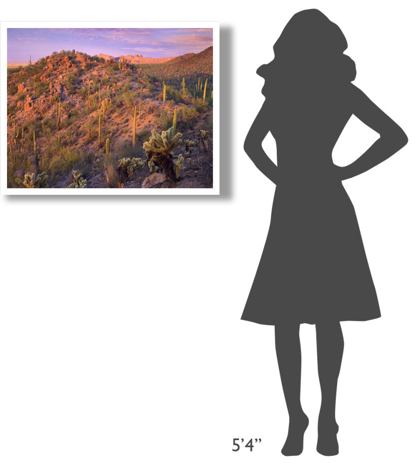 "Panther, Safford Peaks covered, Saguaro, Teddybear Cholla" Paper Art, 34"x26"