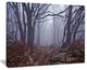 "Dark Foggy Forest in Autumn" Landscape Canvas Photo Print, 40"x30"