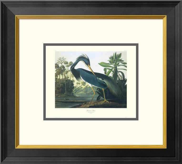 "Louisiana Heron (decorative border)"  by John James Audubon, 20x18"