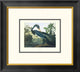 "Louisiana Heron (decorative border)"  by John James Audubon, 20x18"