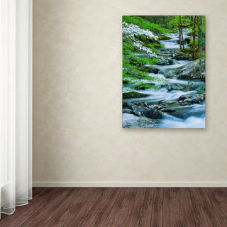 Michael Blanchette Photography 'Flowering Dogwood' Canvas Art, 18"x24"