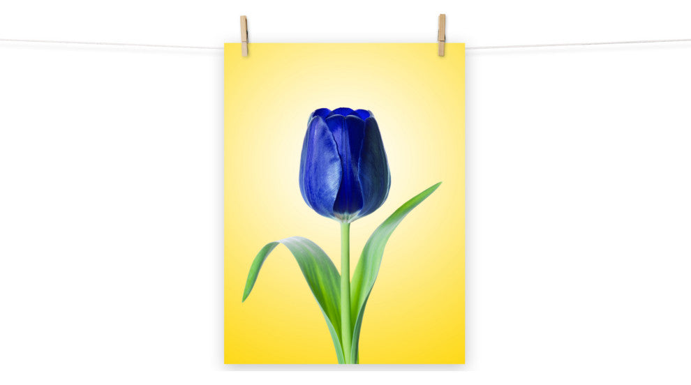 Blue Tulip Minimal Floral Nature Photo Botanical Loose Unframed Wall Art Print, 18" X 24"