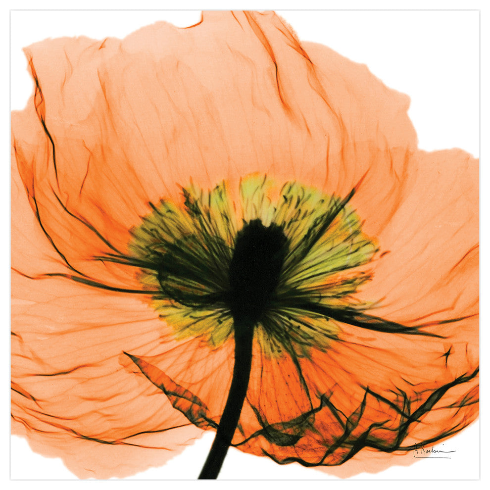 "Poppy Orange" Frameless Free Floating Panel Graphic Wall Art, 24"x24"