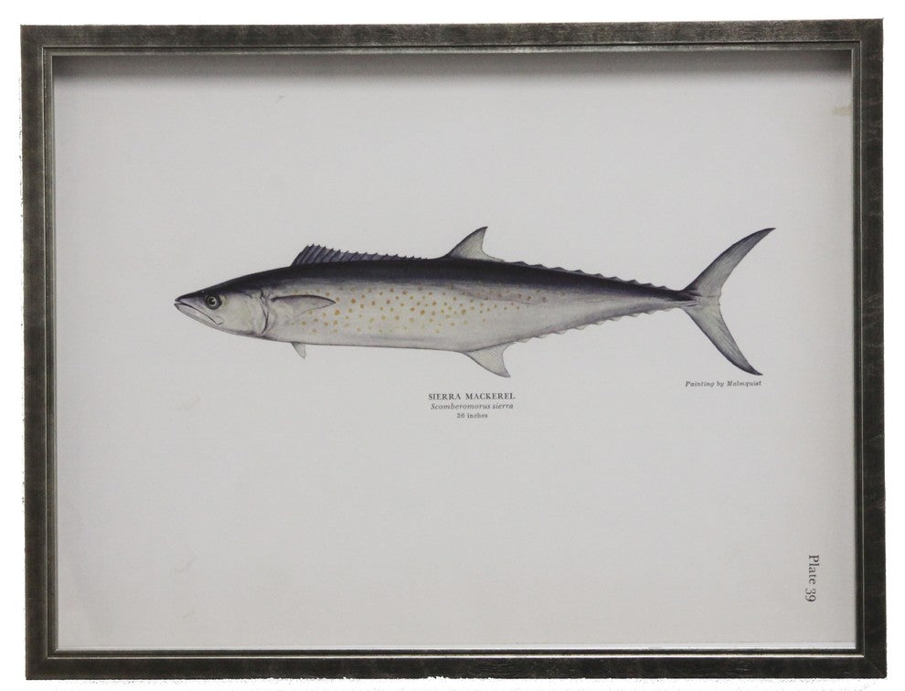 Dotted Sierra Mackerel Plate 39, Pewter Shadowbox