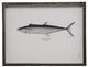 Dotted Sierra Mackerel Plate 39, Pewter Shadowbox