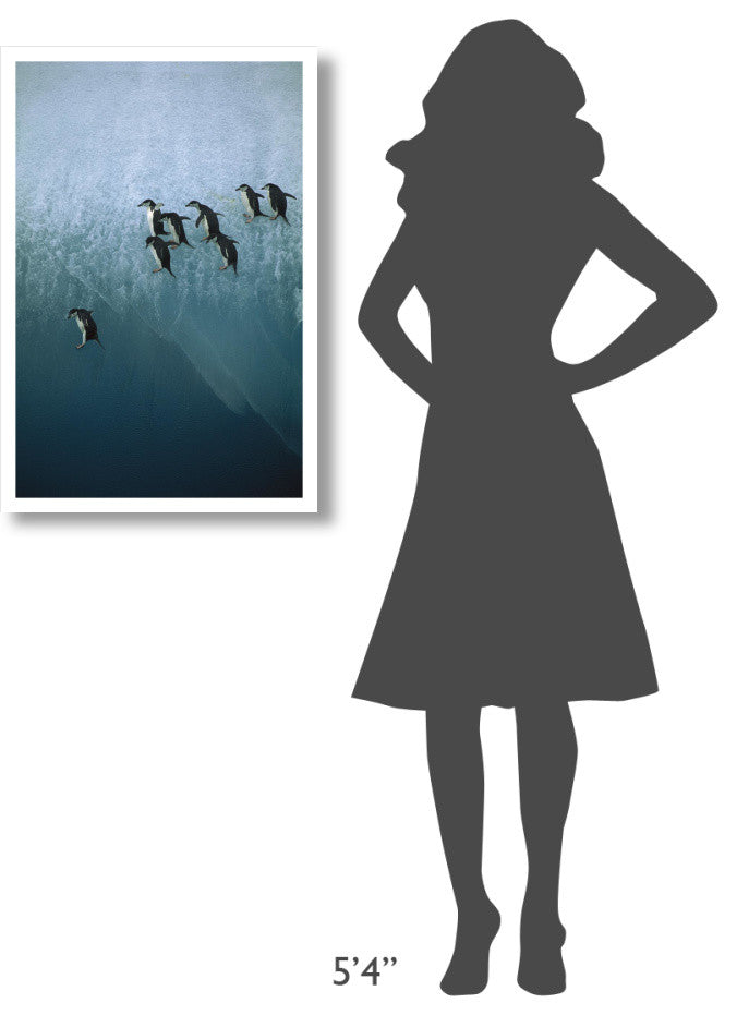 "Chinstrap Penguins jumping off iceberg, Sandwich Islands" Paper Art, 22"x32"