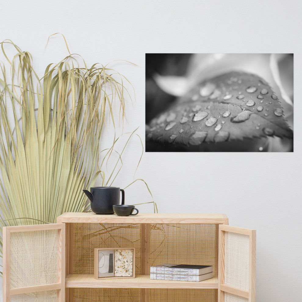 Dew on Leaf of Rose Plant Black & White Botanical Unframed Wall Art Print, 24" X 36"
