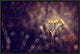 "Dark Violet" Framed Canvas Giclee by Donald Jusa, 23x16"