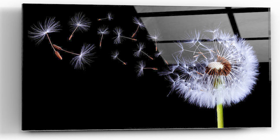 Epic Graffiti "Flying Dandelion" on High Gloss Acrylic Wall Art, 48" x 24"