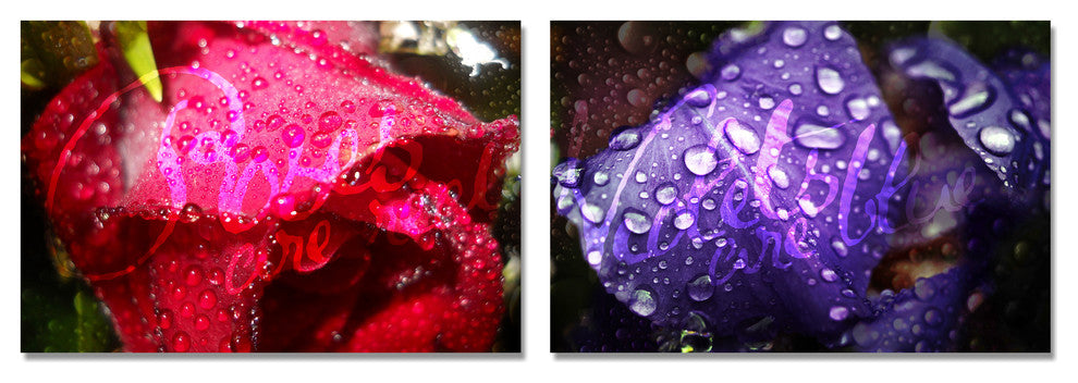 Roses are Red, Violets are Blue Canvas Art, 2-Piece Set