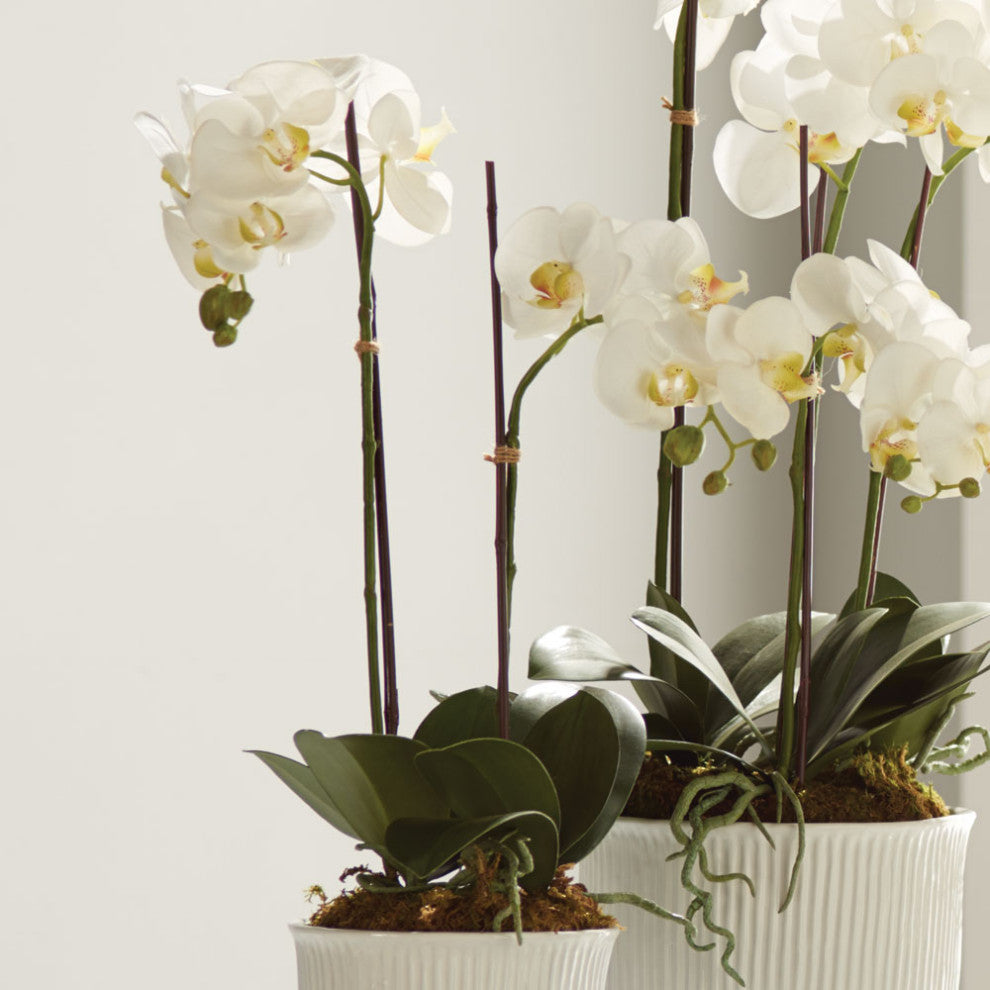 Hand-Crafted Orchid Drop-In Plant with Root Ball, 23"