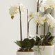Hand-Crafted Orchid Drop-In Plant with Root Ball, 23"