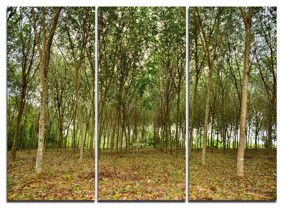 "Rubber Tree Plantation during Midday" Metal Wall Art, 3 Panels, 36"x28"