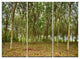 "Rubber Tree Plantation during Midday" Metal Wall Art, 3 Panels, 36"x28"