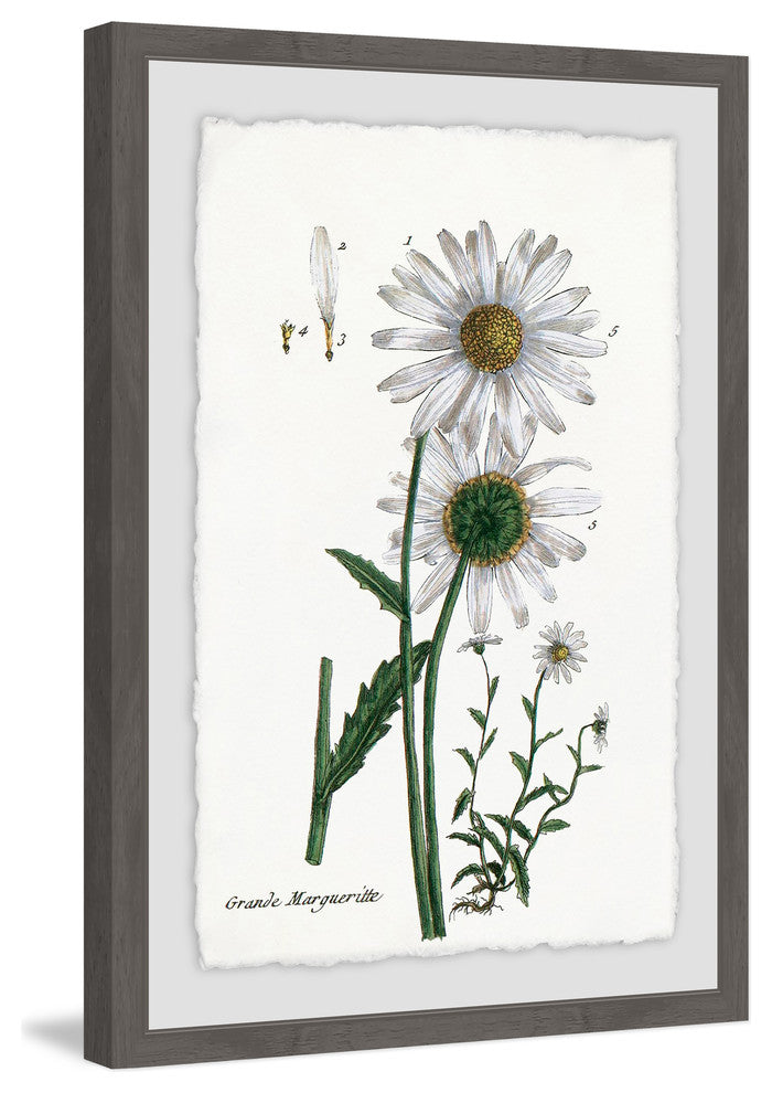 "White Daisy III" Framed Painting Print, 16"x24"