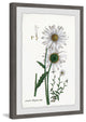 "White Daisy III" Framed Painting Print, 16"x24"