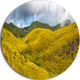 Beautiful Green Horton Plains, Landscape Disc Metal Artwork, 38"