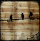 Marmont Hill, "Winged Gossip" by Vicki Butler Print, Natural Pine Wood