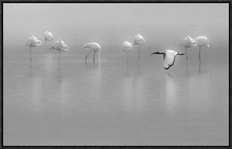Shades Of Gray, 30"x19"