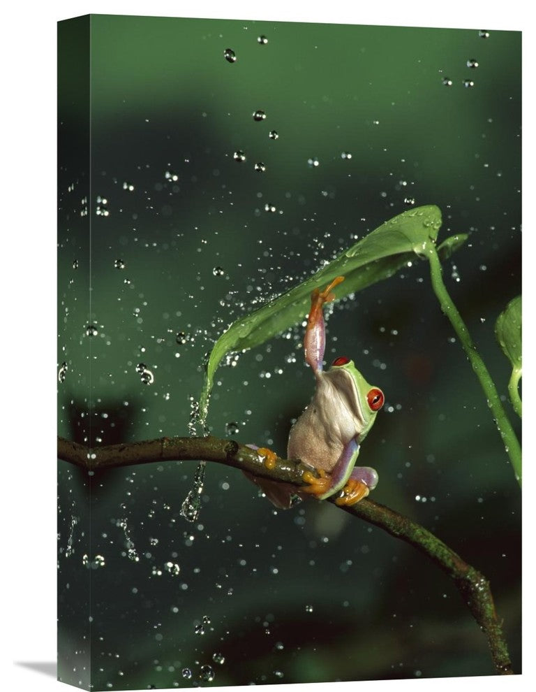 "Red-Eyed Tree Frog In Rain, Native To Central And South America" Artwork