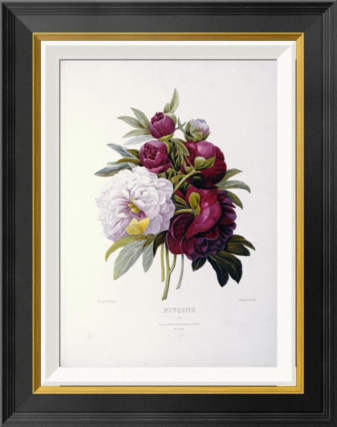 "Peonies" Framed Canvas Giclee by Pierre Joseph Redoute, 18"x22"