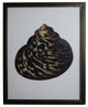 Single Large Black And Brown Shell Print, Copper And Black Shadowbox