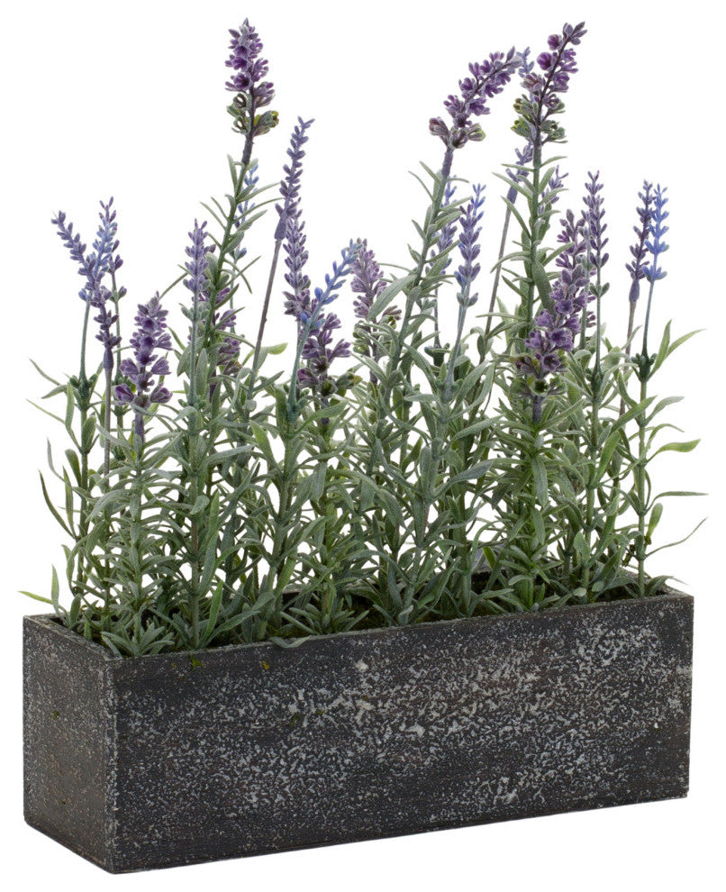 Potted Lavender, 2-Piece Set