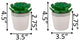 Set Of 2 Succ Wht Dress Icecram Pot