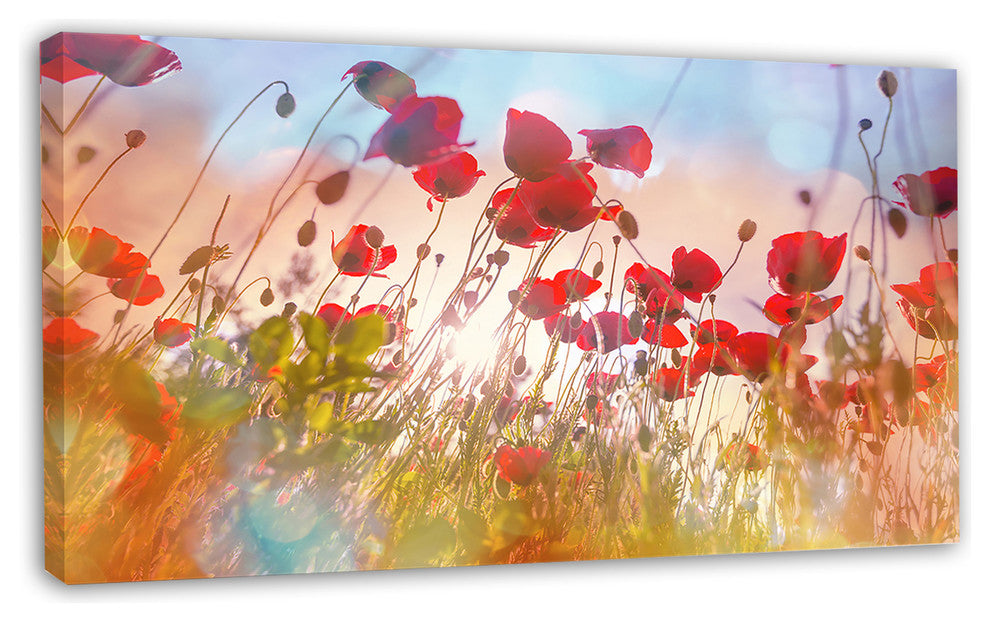Cute Poppy Flowers in Sunlight, Floral Canvas Art Print, 32"x16"