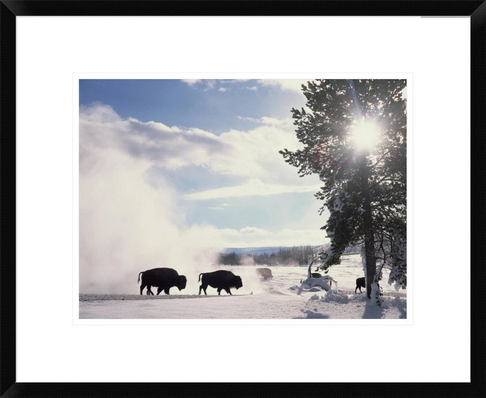 American Bison In Winter, Yellowstone National Park, Wyoming, 22"x18"