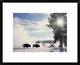 American Bison In Winter, Yellowstone National Park, Wyoming, 22"x18"