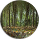 Dense Rubber Tree Plantation, Landscape Disc Metal Artwork, 11"