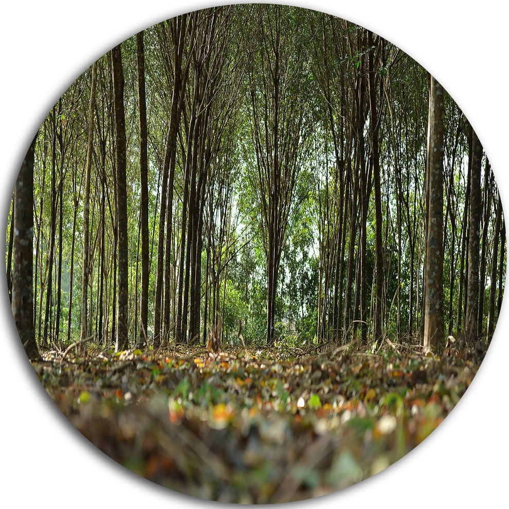 Dense Rubber Tree Plantation, Landscape Disc Metal Artwork, 11"