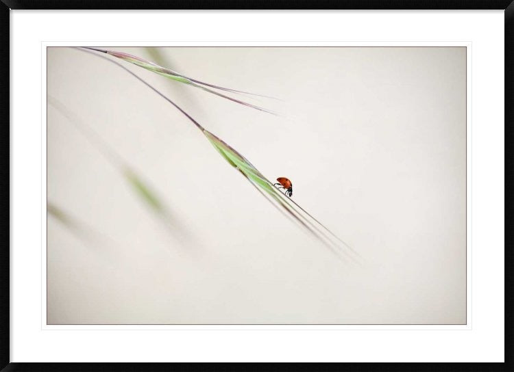 "Untitled" Framed Digital Print by Anna Cseresnjes, 44x32"