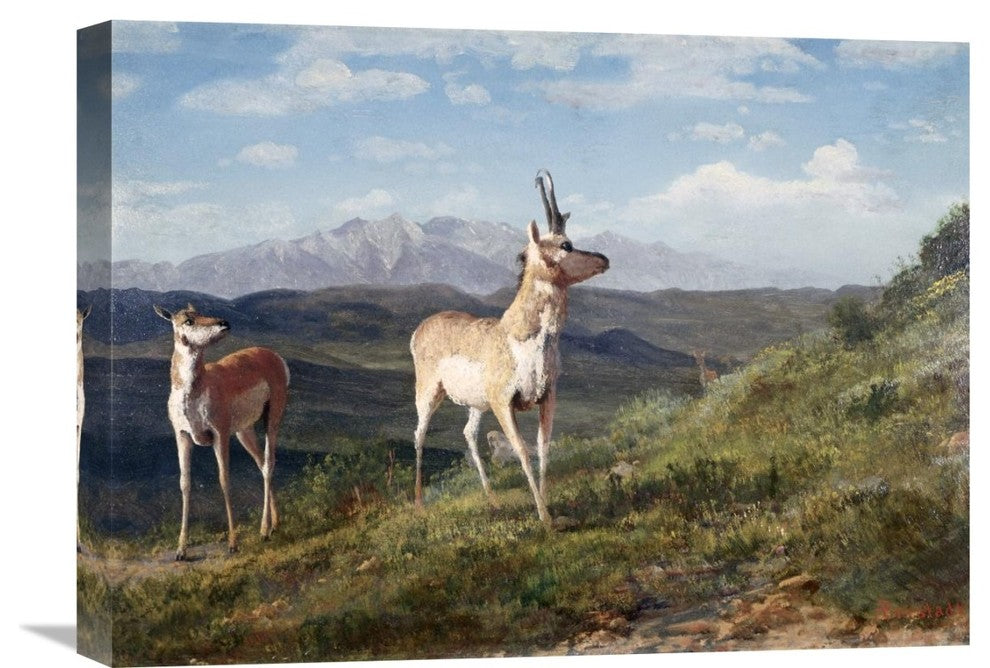 "Antelope" Artwork, 22"x16"