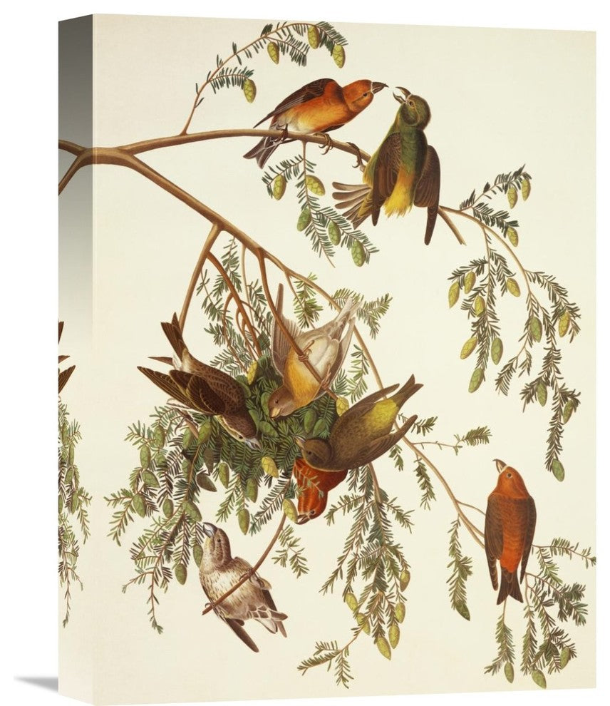 "American Crossbill" Stretched Canvas Giclee by John James Audubon, 12"x16"