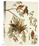 "American Crossbill" Stretched Canvas Giclee by John James Audubon, 12"x16"