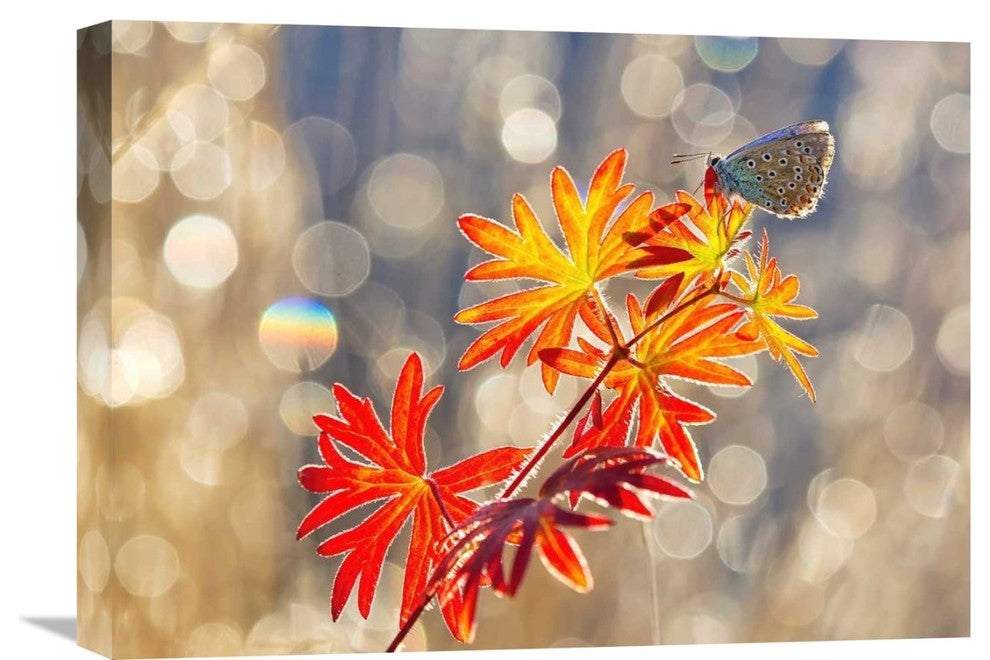 "September Moments" Stretched Canvas Giclee by Vajda Beci, 22x16"