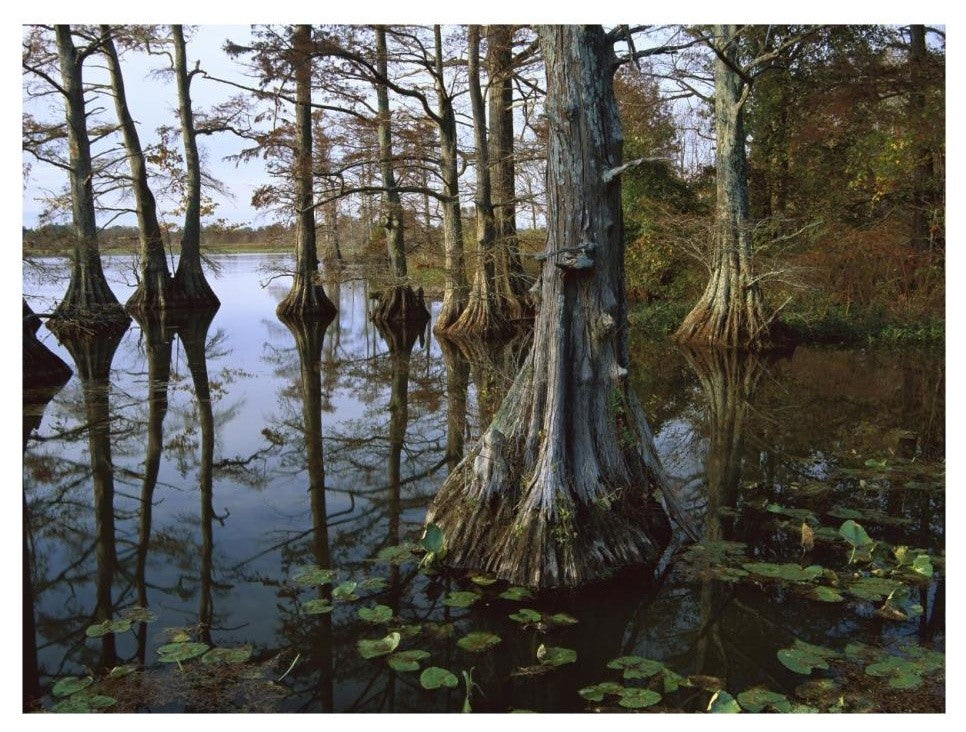 "Bald Cypress, upper Blue Basin, Reelfoot Wildlife Refuge" Paper Art, 26"x20"
