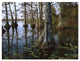 "Bald Cypress, upper Blue Basin, Reelfoot Wildlife Refuge" Paper Art, 26"x20"